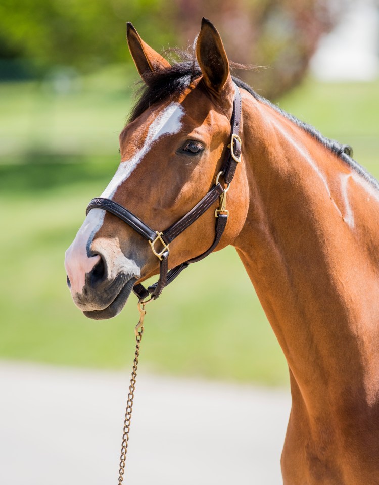 Attache Stables Spruce Meadows 2018 www.caragrimshaw.com